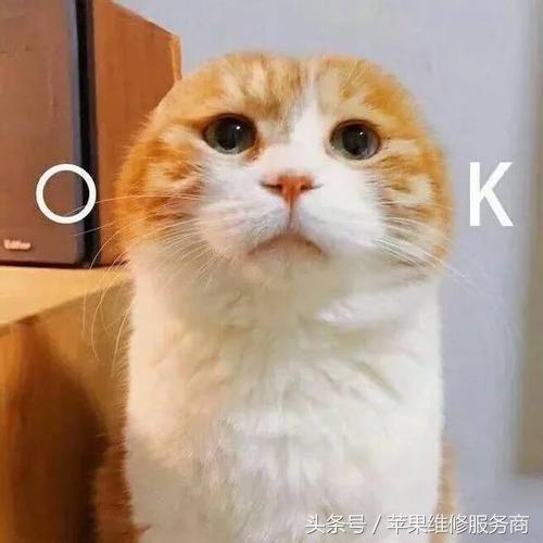 iPhone���֡���ƻ��������Ҫ�ţ�������
