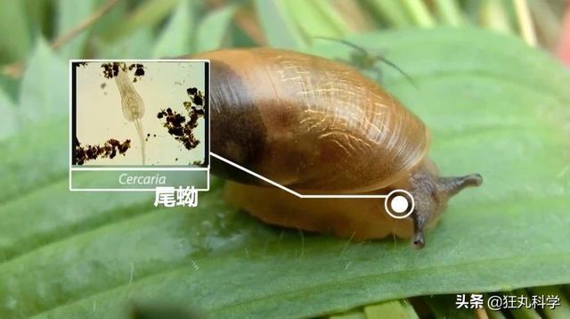 ̨�循��ɥʬ��ţ�������Ѿ���ȫ�ܼ�����ڲ�