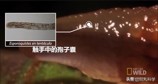 ̨�循��ɥʬ��ţ�������Ѿ���ȫ�ܼ�����ڲ�