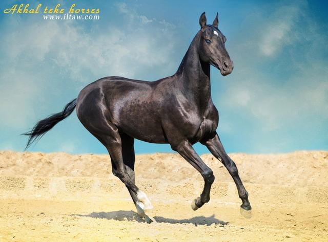 ̽�غ�Ѫ������Դ�أ�����ʣ1000��ƥ��һƥ����10����������