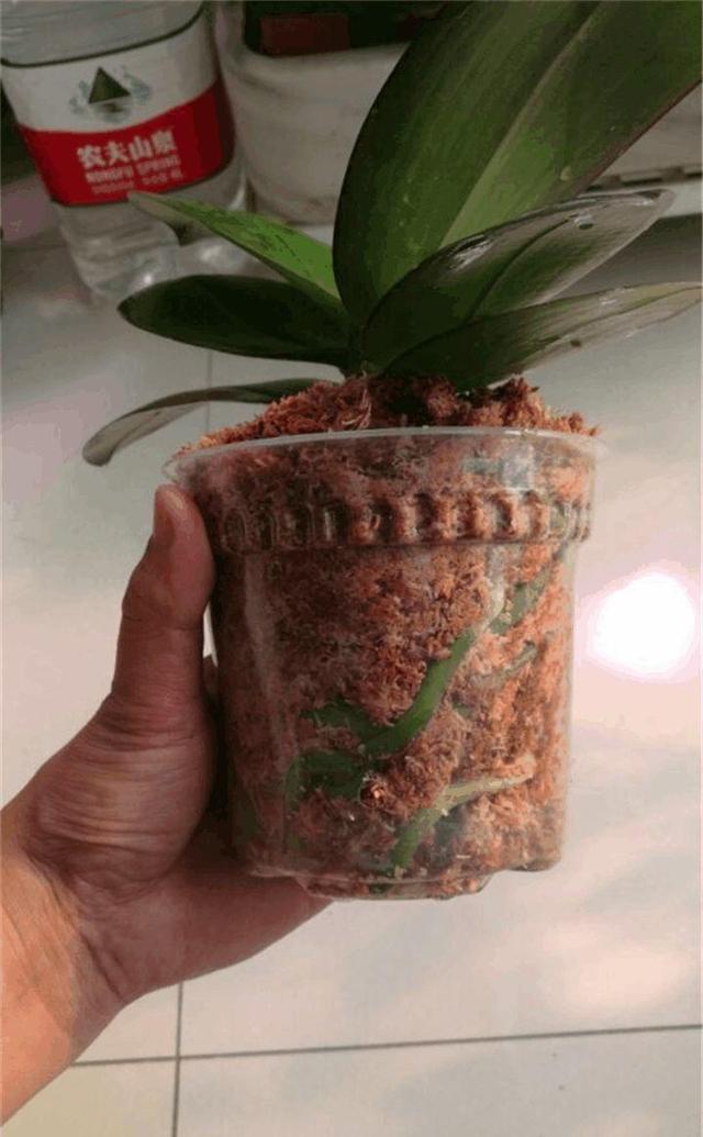 ���������껨���ӣ�������ô�������궬�춼�ܿ���