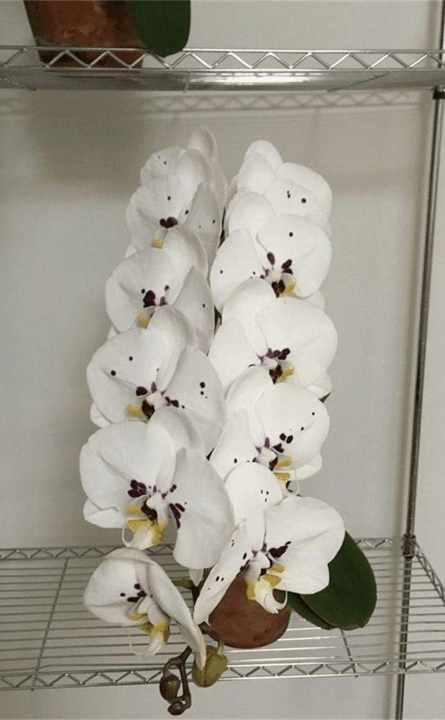 ���������껨���ӣ�������ô�������궬�춼�ܿ���