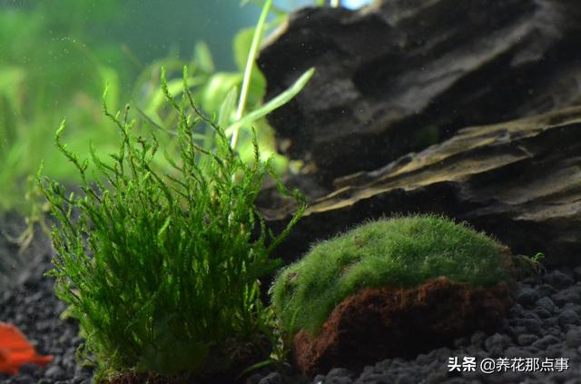 �ȴ������ʺ����������ɱ��Ͷ��һ��ÿ���100Ԫ����������̬���