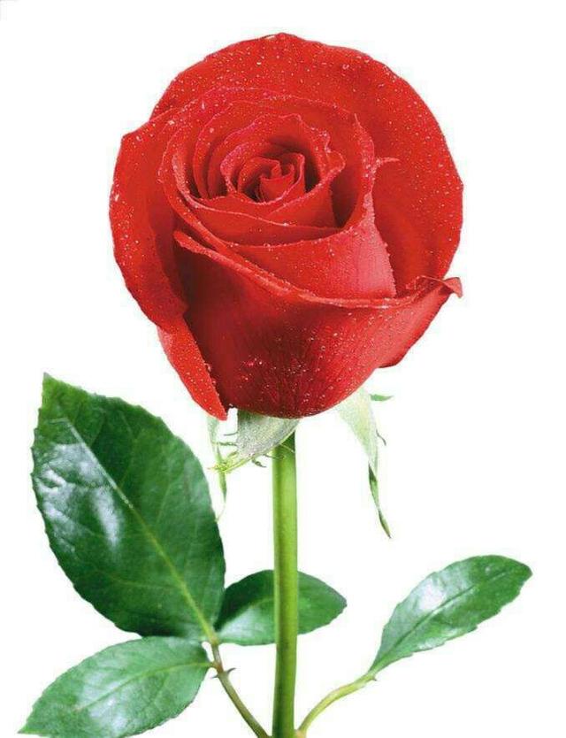 永不分离219的谐音是永久,19朵玫瑰花象征的花语含义就是想要和你牵手