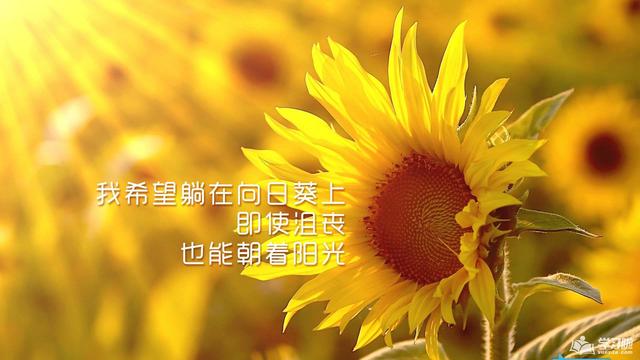 太阳花的花语是什么意思太阳花的寓意解读