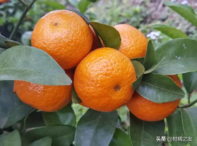 2018����2019��ɳ�ǽ�����عˣ����и߷��ڼ۸���ͣ�