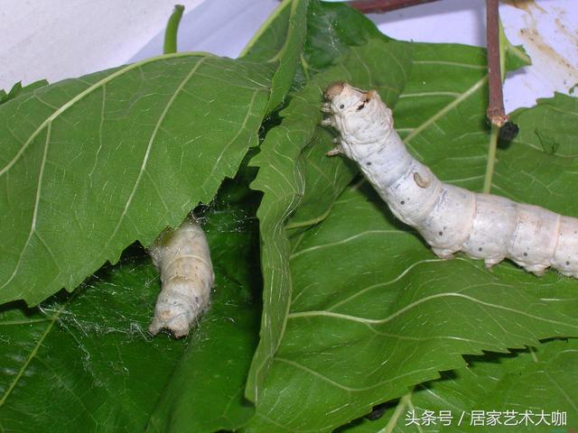 蚕吃什么 蝉吃什么食物