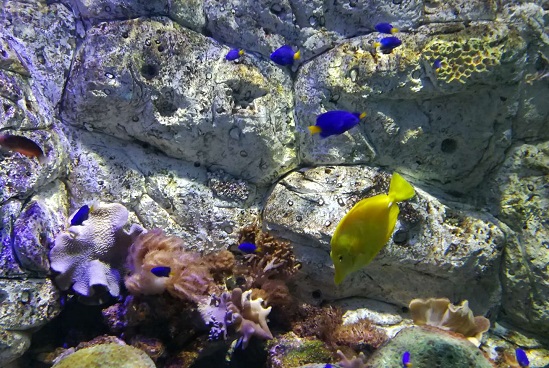����ʽӪ����ʲô������Ӫ������