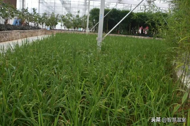 观光生态农业模式,了解一下