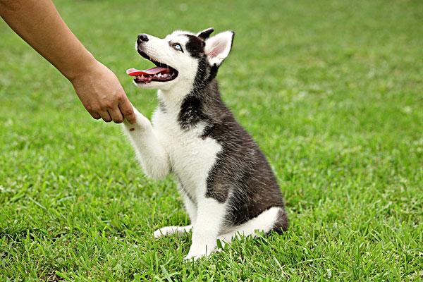 这几个简单易行的训狗技巧,训犬师是不会和你说的。