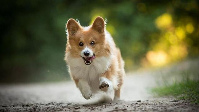 这几个简单易行的训狗技巧,训犬师是不会和你说的。