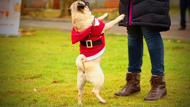 训狗有什么简单的技巧狗狗基本动作训练方法