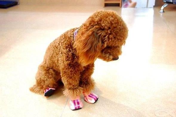 这几个简单易行的训狗技巧,训犬师是不会和你说的。