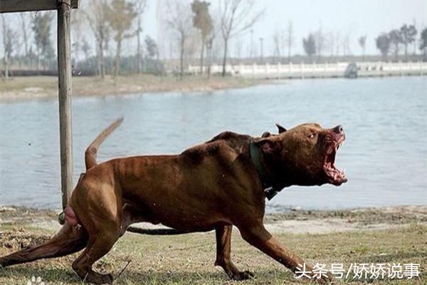 训狗师的艰辛:训狗1年,进医院10次