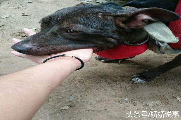 训狗师的艰辛:训狗1年,进医院10次