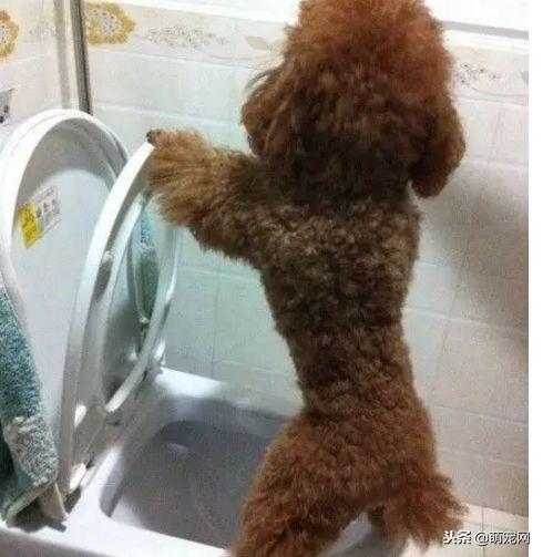 如何训练泰迪狗狗规规矩矩的上厕所 网友:鼓励为主,打击为辅