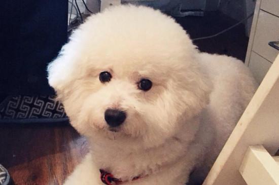 什么狗最好训练?