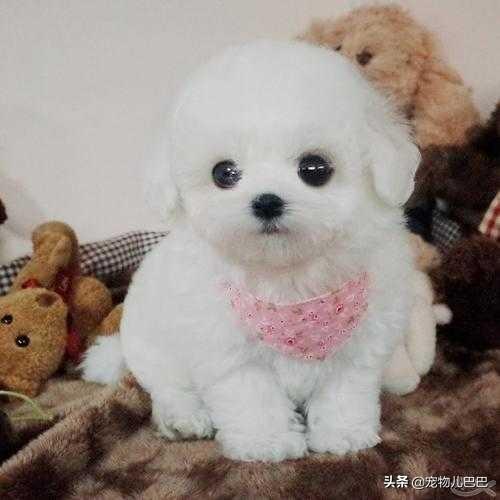 �������С̩�Ϲ������ɰ��Ĳ豭̩��Ȯ