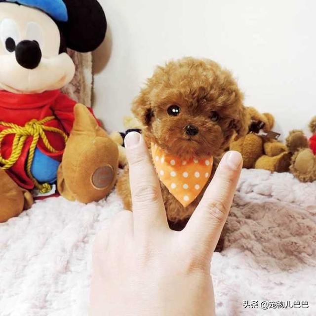 �������С̩�Ϲ������ɰ��Ĳ豭̩��Ȯ