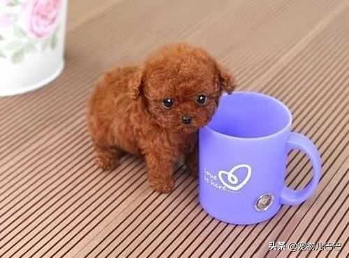 �������С̩�Ϲ������ɰ��Ĳ豭̩��Ȯ