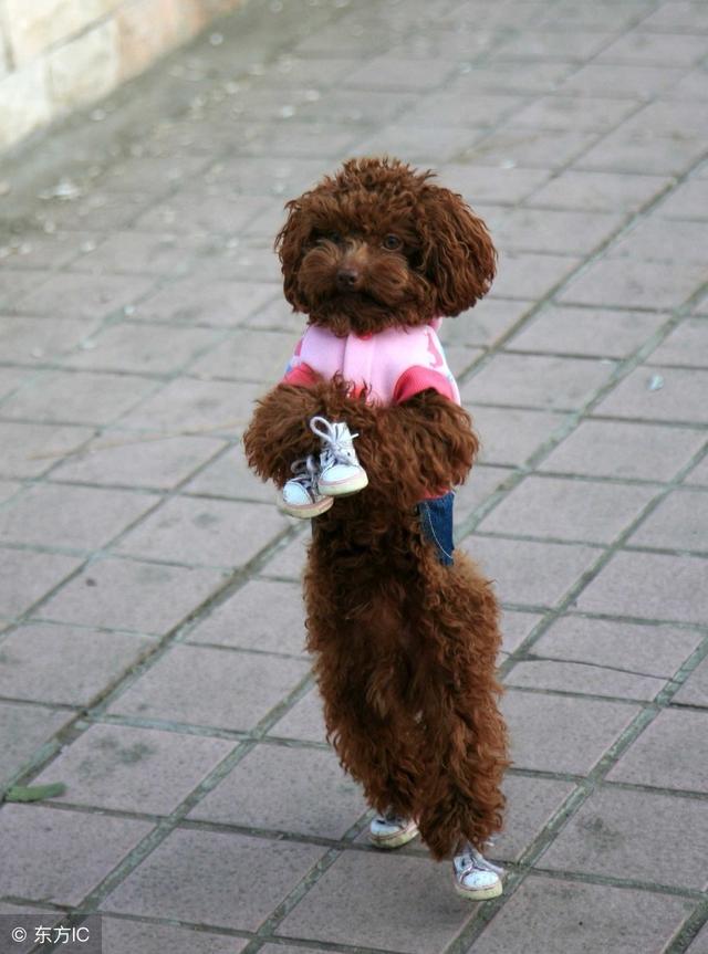 泰迪犬的训练,怎么培养训练一只聪明可爱的泰迪犬!