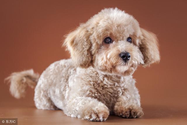 泰迪犬的训练,怎么培养训练一只聪明可爱的泰迪犬!