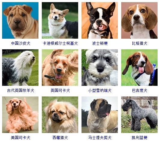 狗狗名字大全,狗狗品种名字大全