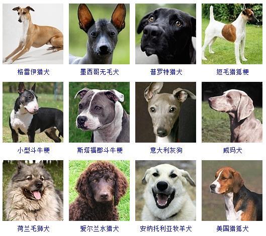 狗狗名字大全,狗狗品种名字大全