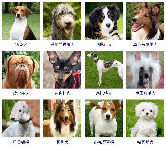 狗狗名字大全,狗狗品种名字大全