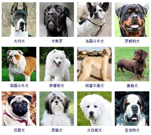 狗狗名字大全,狗狗品种名字大全