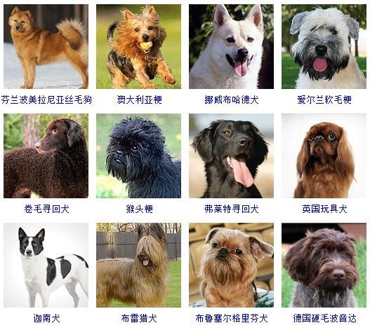 狗狗名字大全,狗狗品种名字大全