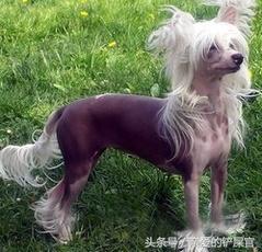 最可爱的十种狗狗品种