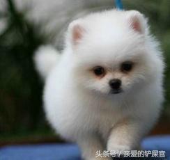 最可爱的十种狗狗品种