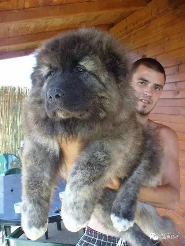 ������������ɰ���20ֻС����