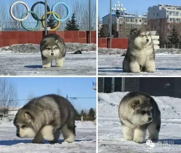 ������������ɰ���20ֻС����