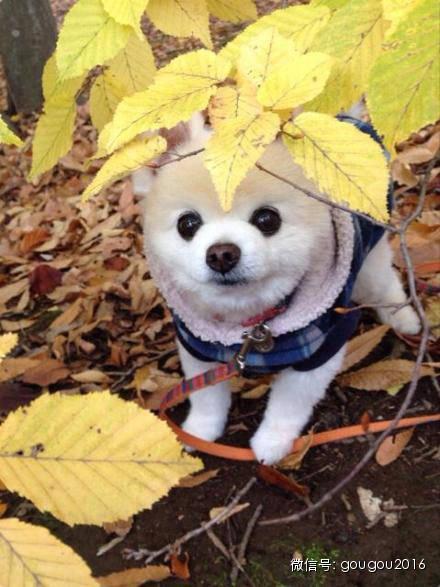 �ձ������Ȯ������������ճ�