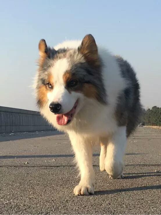 牧羊犬放羊好轻松!养羊人训练牧羊犬的方法!