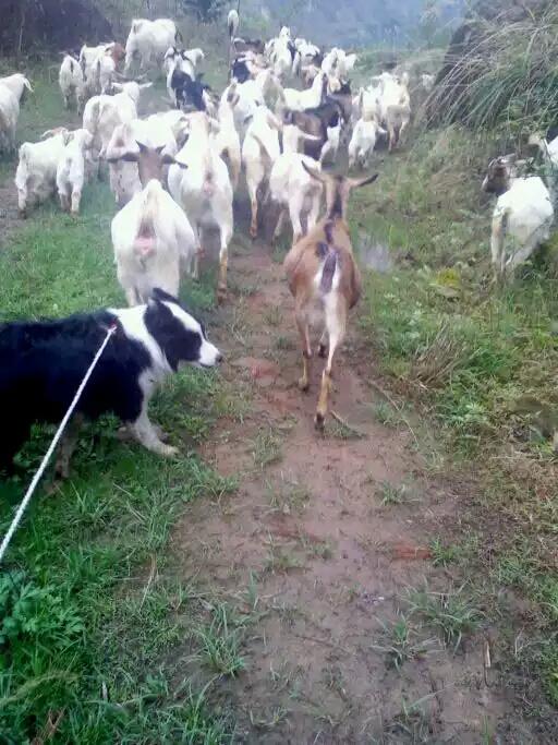 牧羊犬放羊好轻松!养羊人训练牧羊犬的方法!