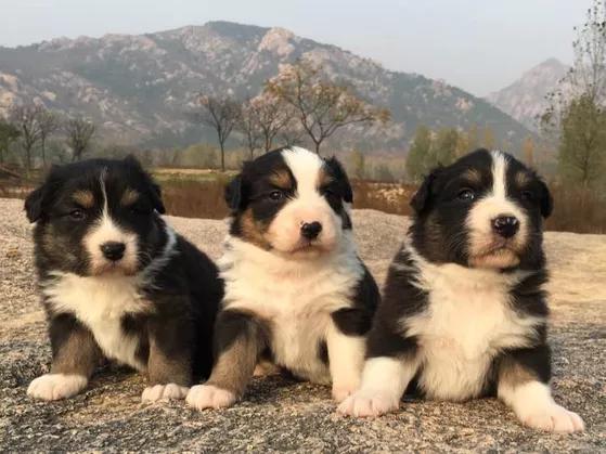 牧羊犬放羊好轻松!养羊人训练牧羊犬的方法!
