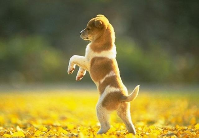你想要的训犬教程,几个狗狗训练的小技巧!拿走不谢