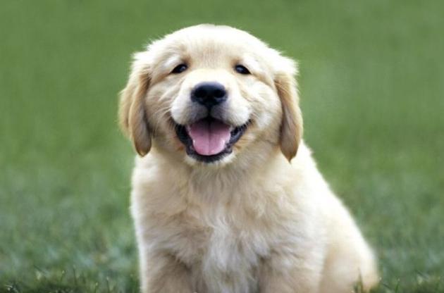 你想要的训犬教程,几个狗狗训练的小技巧!拿走不谢