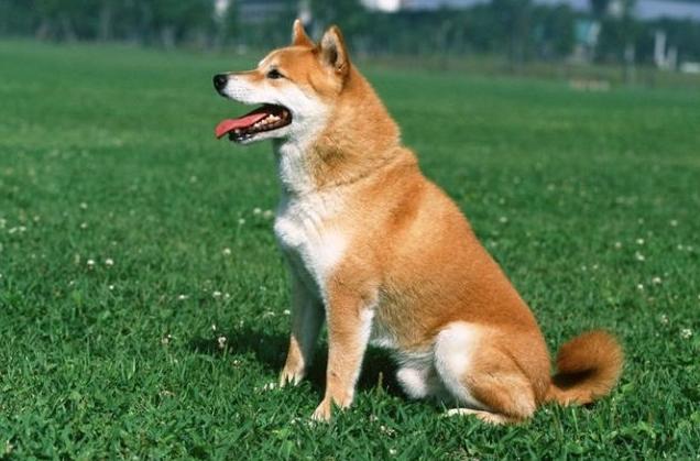 你想要的训犬教程,几个狗狗训练的小技巧!拿走不谢