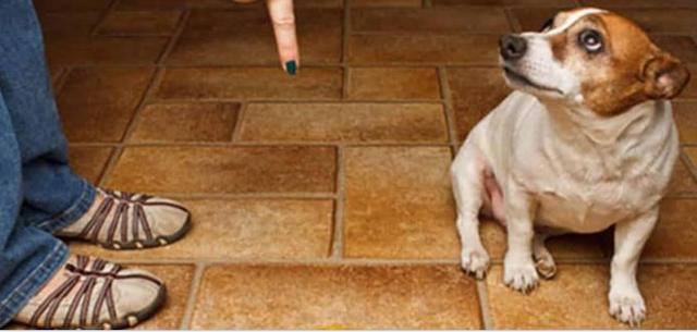 你想要的训犬教程,几个狗狗训练的小技巧!拿走不谢