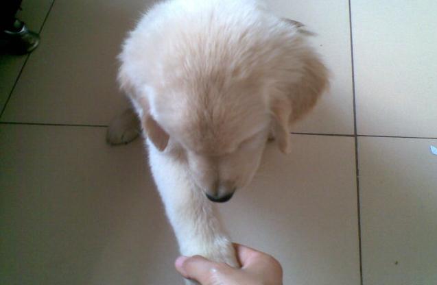 你想要的训犬教程,几个狗狗训练的小技巧!拿走不谢