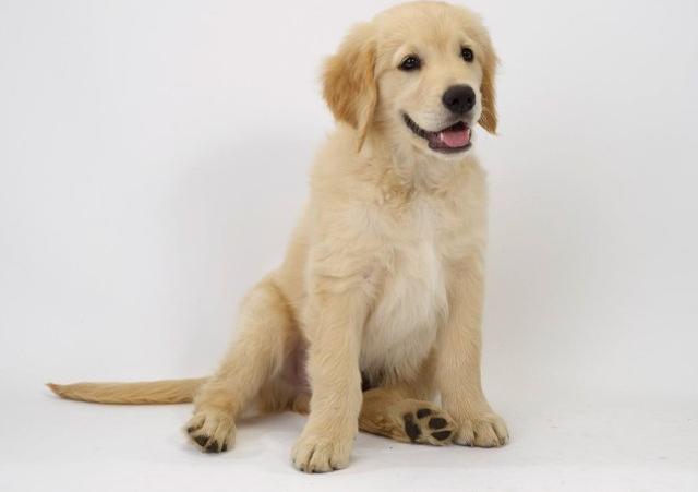 你想要的训犬教程,几个狗狗训练的小技巧!拿走不谢