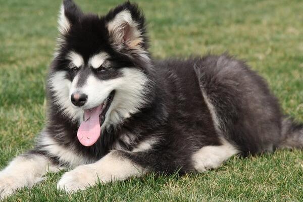 阿拉斯加幼犬怎么训练 2个月阿拉斯加训练方法