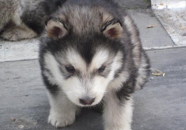 阿拉斯加幼犬怎么训练 2个月阿拉斯加训练方法