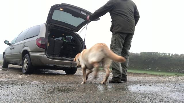 狗子上车,狗听话跳上车就走,该怎么训练狗狗自己跳上车?