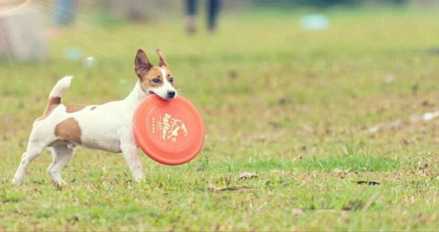 一只优秀的飞盘狗是怎样练成的?