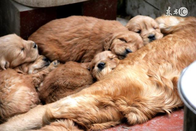 怎样正确的喂养小金毛?为什么说3-4个月是金毛狗狗最佳训练时间?